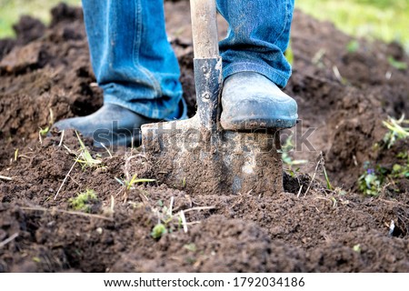 Male feet wearing rubber boots digging the ground in the garden bed with an old shovel or spade in the summer garden close up. Concept of a garden work. Gardening equipment and a tool. Front view