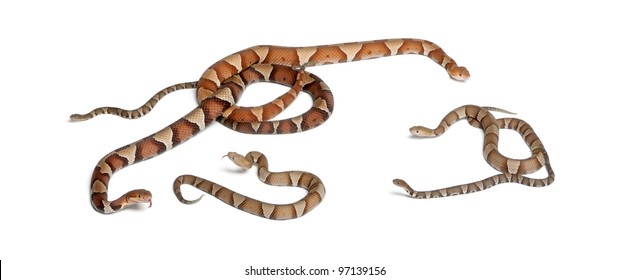 Male Female Babies Copperhead Snake Highland Stock Photo Edit Now