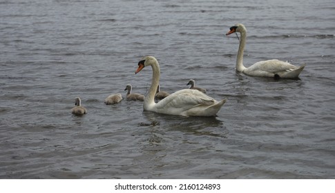 Male Female And Baby Swans Swimming In A Lake. Father Pulling Up Lake Weeds For Gooselings. 