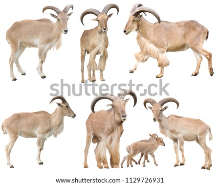 male and female barbary sheep isolated on white background