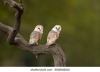 Male And Female Barn Owl Couple Perched On A Tree Branch 