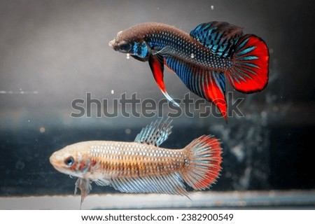 Male and female Betta Imbellis, Siamese Fighting Fish, Peaceful betta. pair of betta imellis.