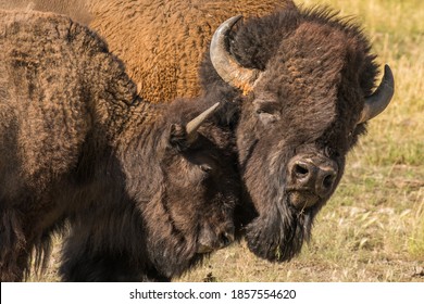 Männliche und weibliche Bisons, die während der Paarungssaison im Yellowstone-Nationalpark brüdeln