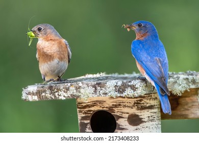 Male and Female Bluebirds with Food for Nestlings in Nesting Box in South Central Louisiana