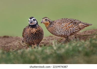 Male And Female Bobwhite, Rio Grande Valley, Texas