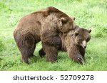 Male and female brown bears engaging in springtime mating rituals,a captivating display of nature