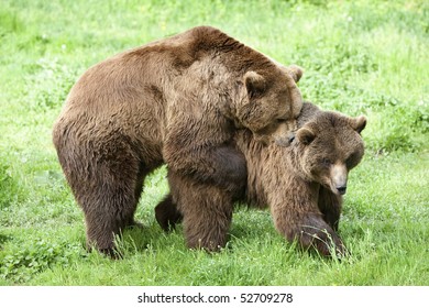 Male and female brown bears engaging in springtime mating rituals,a captivating display of nature's wonders.