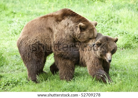 Male and female brown bears engaging in springtime mating rituals,a captivating display of nature's wonders.