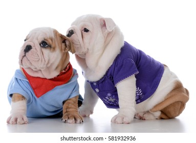 male and female bulldog puppy loving each other