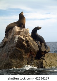 Male & female California Seals commonly called Sea Lions bark on the southern most point of Land's End at the tip of the Baja in Mexico.