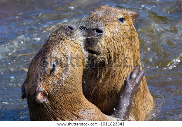 Male Female Capybaras Show Affection Water Stock Photo 1011623341 ...