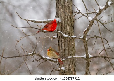 A Male And Female Cardinal Couple On A Snowy Tree