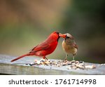 Male and female cardinal courtship