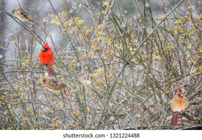 A Male And Female Cardinal Perched On A Rose Bush.