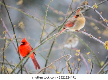 A Male And Female Cardinal Perched On A Rose Bush.