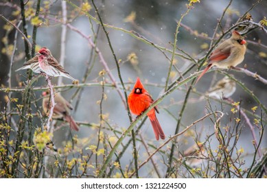 A Male And Female Cardinal Perched On A Rose Bush.