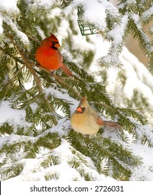 A Male And Female Cardinal Sit In An Evergreen Tree Following A Snowstorm