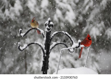 Male And Female Cardinal In The Snow