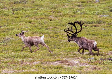 Male And Female Caribou On Alpine Tundra In Yukon, Canada