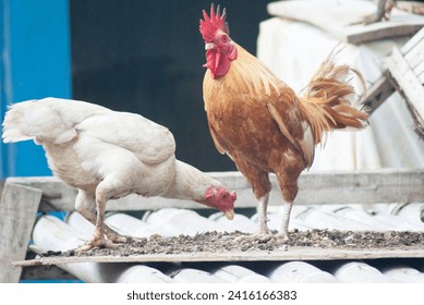 Male and female chickens enter the mating period.