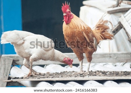 Male and female chickens enter the mating period.