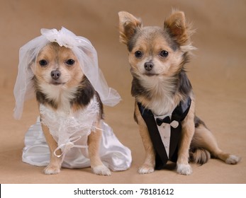 A male and a female chihuahua dressed as a bride and groom, isolated