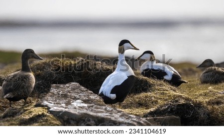 Male and female common eider ducks (Somateria mollissima) at the coast of iceland in summer