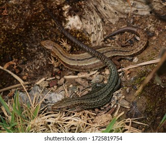 Male Female Common Lizard Begin Courtship Stock Photo 1725819754 ...