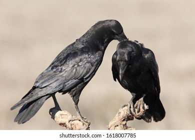 609 First Crow Images, Stock Photos & Vectors | Shutterstock