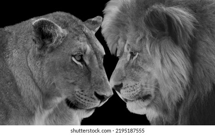 Male And Female Couple Lion Face On The Black Background