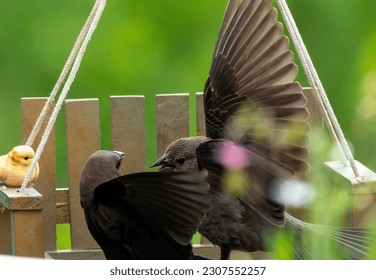 Male and female cowbirds fight                               