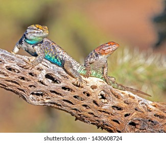 A male and female Desert Spiny Lizard basking in the sun.
