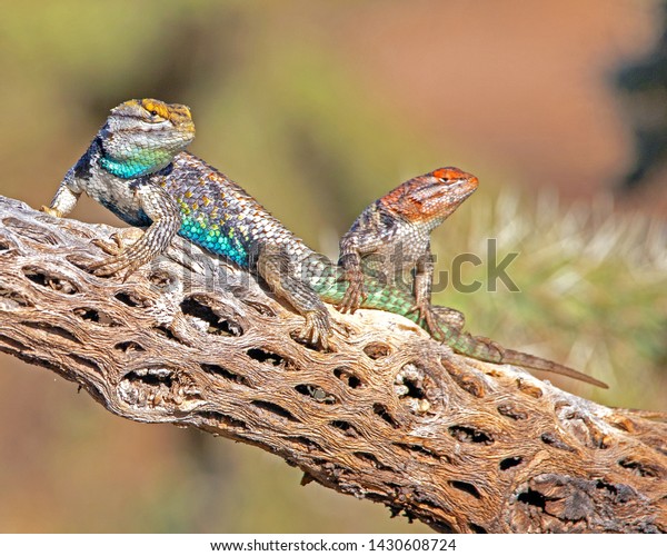 A male and female Desert Spiny Lizard basking in\
the sun.\
