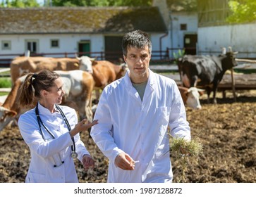 Male And Female Doctor Walking On Dairy Farm With Cows In Background. Two Veterinarians Talking About Medicine Examinations Of Cattle. 