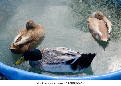 male-female-domestic-ducks-swimming-260n