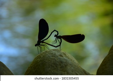 Male And Female Dragonfly Mating,suliet