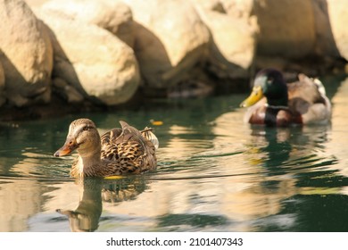 A Male And Female Duck Swimming At A Park In Anaheim, CA.