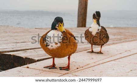Male and female ducks. Mallard, water, poultry, plumage, male. A couple of ducks. Duck with a green head. Yellow duck beak. Beige duck. Duck in the rocks. looks the frame. Close up