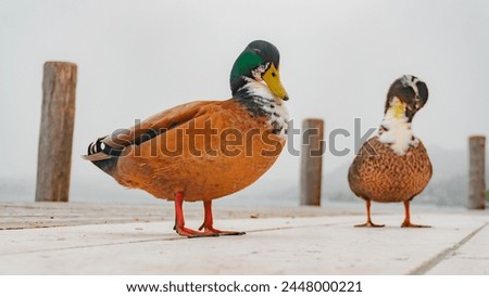 Male and female ducks. Mallard, water, poultry, plumage, male. A couple of ducks. Duck with a green head. Yellow duck beak. Beige duck. Duck in the rocks. looks the frame. Close up