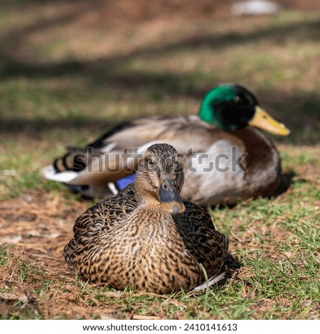 Male and female ducks sitting together on the grass. Mallard duck couple