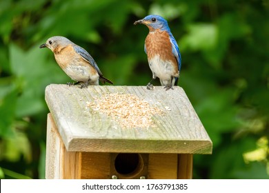 231 Eastern bluebird pair Images, Stock Photos & Vectors | Shutterstock