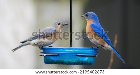 Male and Female Eastern Bluebirds on Feeder
