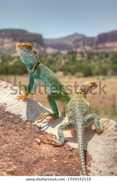 Male and\
Female Eastern Collared Lizards (Crotaphytus collaris) or Mountain\
Boomers near Colorado National\
Monument