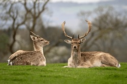 Male And Female Fallow Deer Lying In A Field With A Blurred Woodland Background