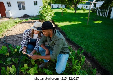 Male and female farmers researching on digital tablet while crouching in vegetable patch
