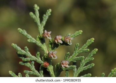 Flower Of Chinese Arborvitae Hd Stock Images Shutterstock