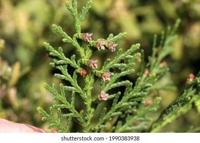 Flower Of Chinese Arborvitae Hd Stock Images Shutterstock