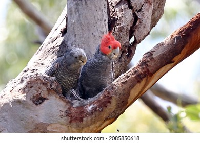 Male and Female Gang Gang Cockatoo at nest hollow - Shutterstock ID 2085850618