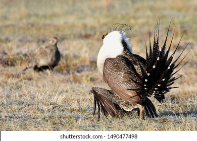 645 Sage grouse Images, Stock Photos & Vectors | Shutterstock