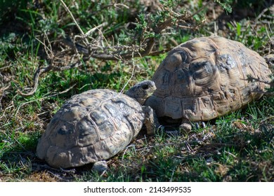 1,394 Mating turtles Images, Stock Photos & Vectors | Shutterstock